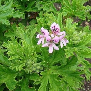 pelargonija kvapioji