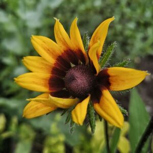 Rudbekijų hidrolatas