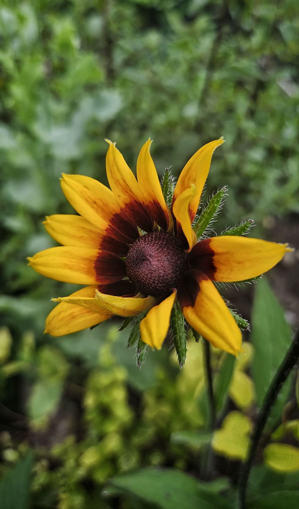 Rudbekijų hidrolatas