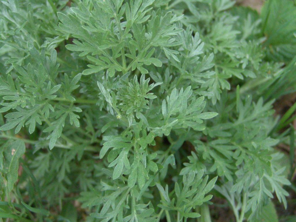 Pelyno (Karčiojo kiečio) hidrolatas