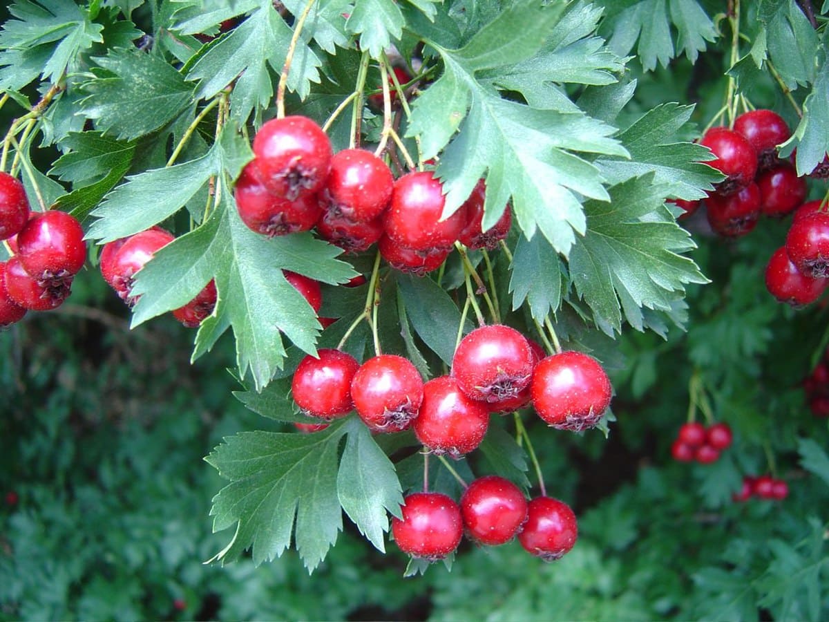 gudobelė