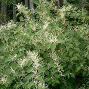 (Fallopia japonica)